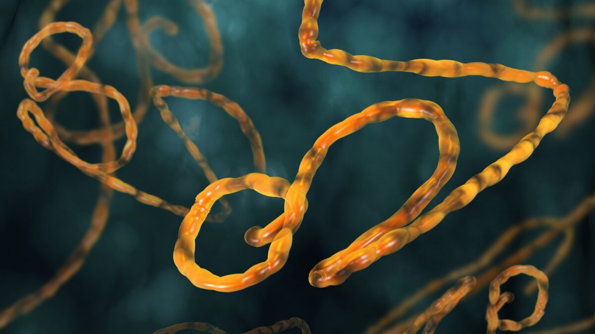 Ebola's impact on GDP is mostly from our behavior.