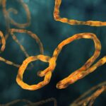Ebola's impact on GDP is mostly from our behavior.