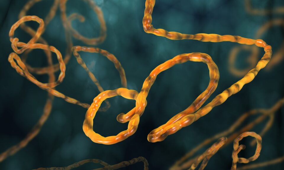 Ebola's impact on GDP is mostly from our behavior.