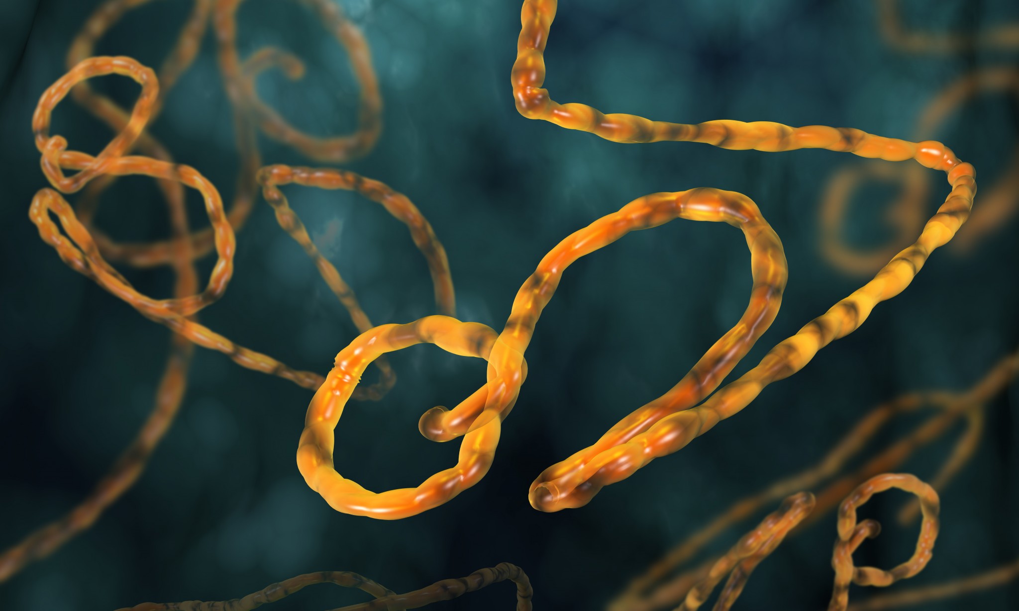 Ebola's impact on GDP is mostly from our behavior.