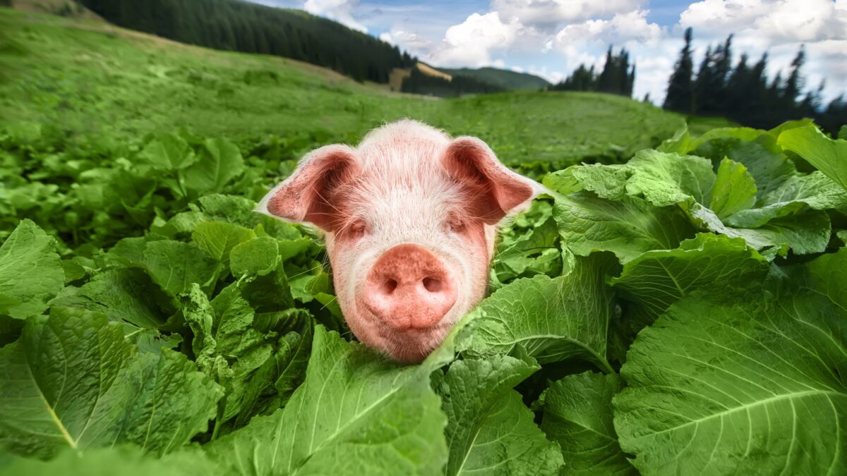 Everyday Economics and the opportunity cost of eliminating gestation crates is less than what we sacrifice by keeping them.