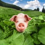 Everyday Economics and the opportunity cost of eliminating gestation crates is less than what we sacrifice by keeping them.