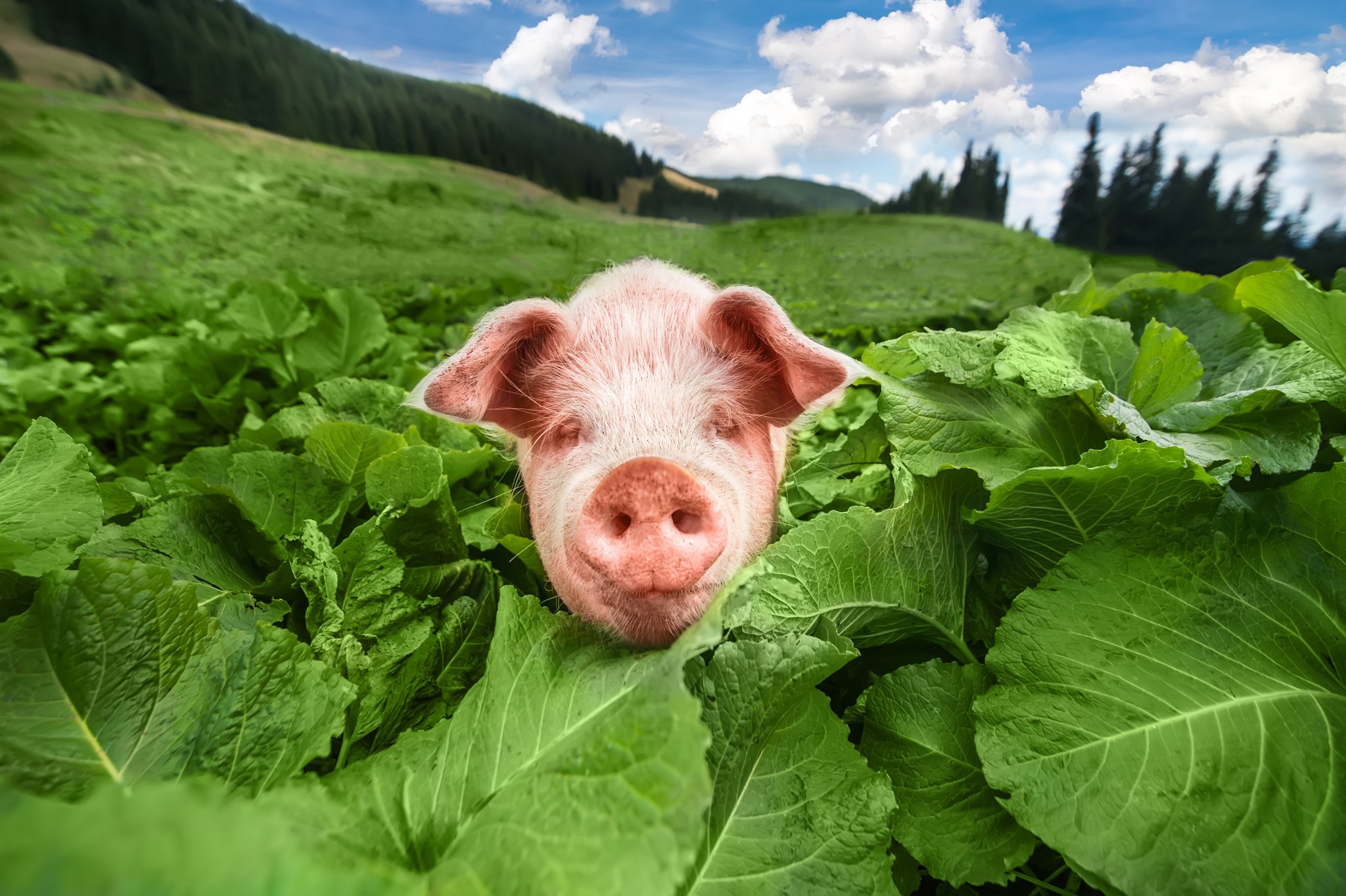 Everyday Economics and the opportunity cost of eliminating gestation crates is less than what we sacrifice by keeping them.