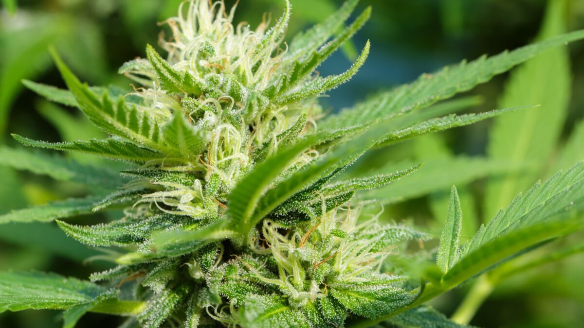Weekly economic news roundup and marijuana update