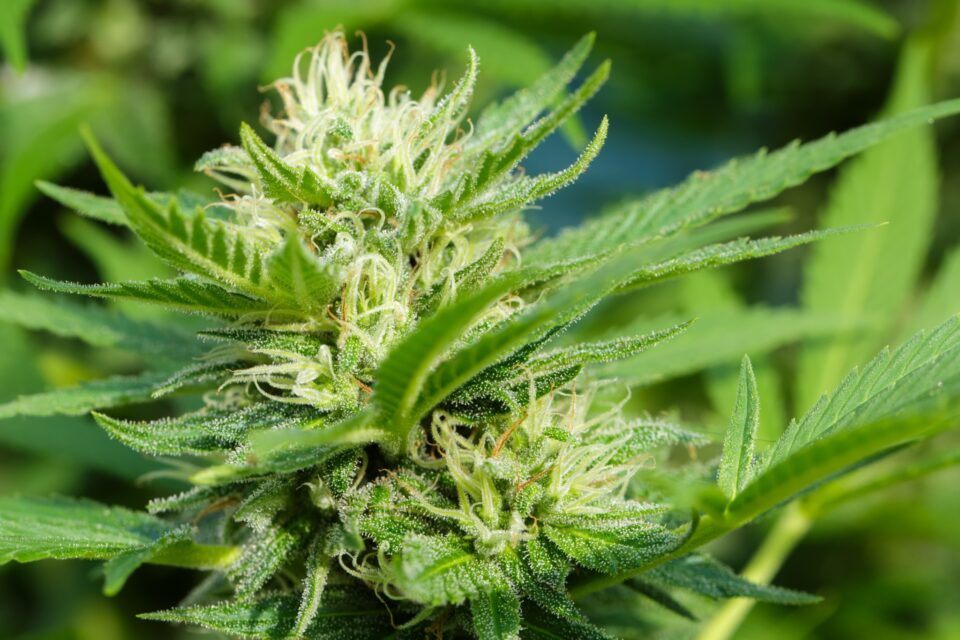 Weekly economic news roundup and marijuana update