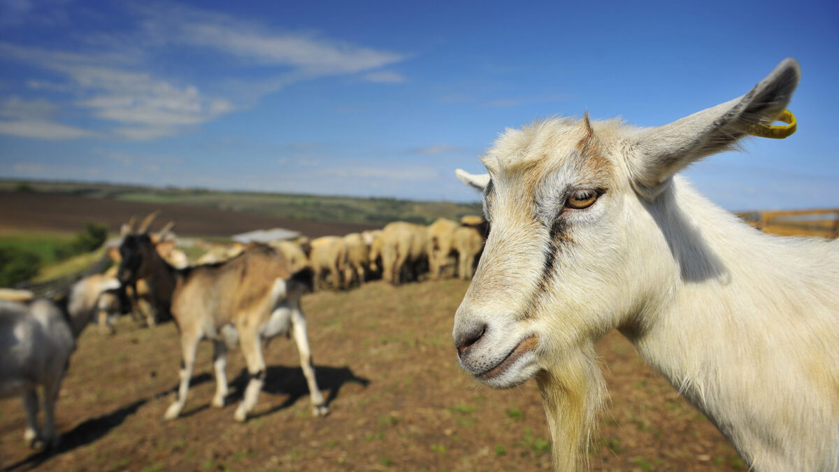 Everyday economics and missing annual agricultural census numbers on goats and other secondary animals and crops because of budget cutbacks, we have a mystery.