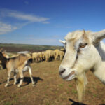 Everyday economics and missing annual agricultural census numbers on goats and other secondary animals and crops because of budget cutbacks, we have a mystery.