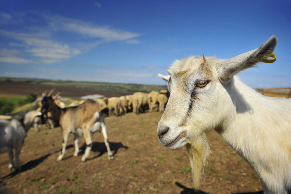 Everyday economics and missing annual agricultural census numbers on goats and other secondary animals and crops because of budget cutbacks, we have a mystery.