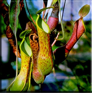 Positive externalities from the concept of the pitcher plant.
