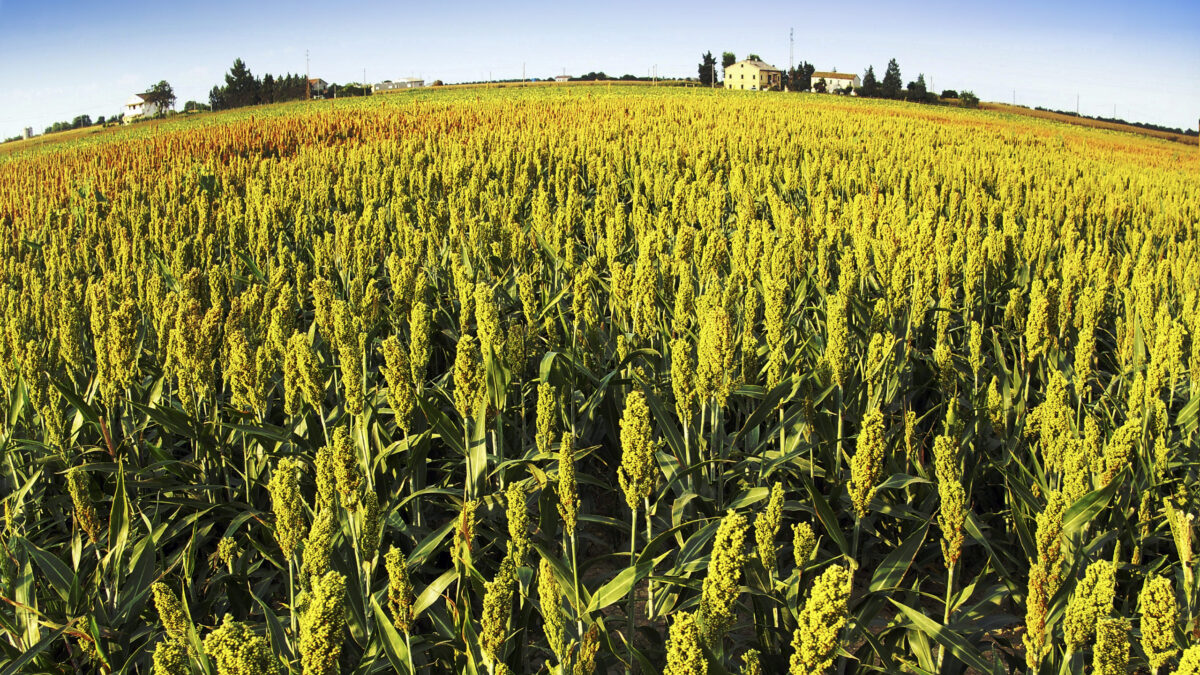 everyday economics and responding to supply and demand, U.S. farmers are growing less corn and more soybeans and sorghum.