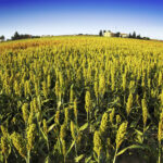 everyday economics and responding to supply and demand, U.S. farmers are growing less corn and more soybeans and sorghum.