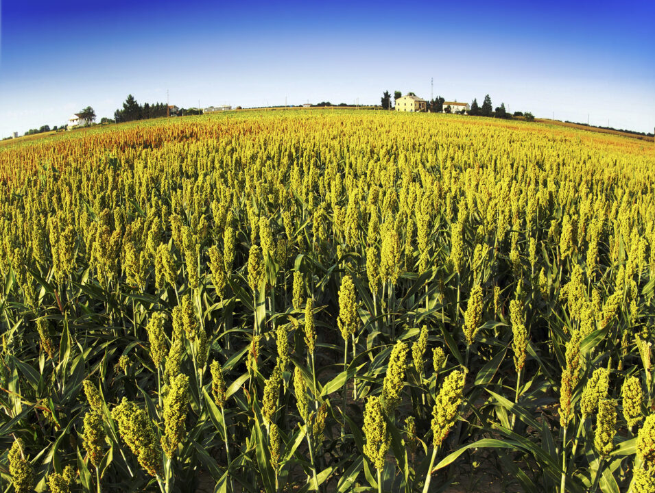everyday economics and responding to supply and demand, U.S. farmers are growing less corn and more soybeans and sorghum.