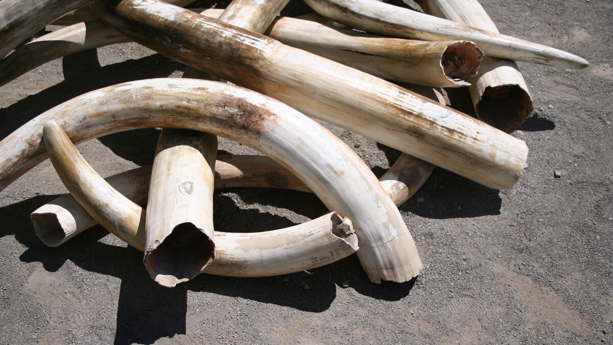 It's Tough To Solve the Poaching ProblemNeither the market nor a regulatory approach has solved the problem of poaching in Africa.