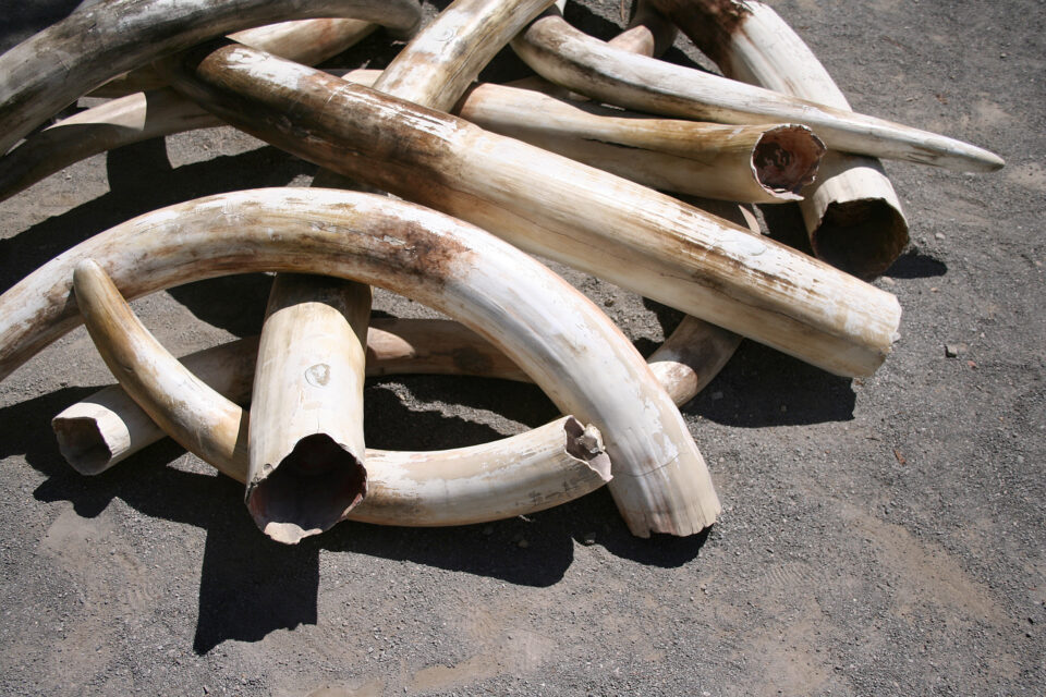 It's Tough To Solve the Poaching ProblemNeither the market nor a regulatory approach has solved the problem of poaching in Africa.