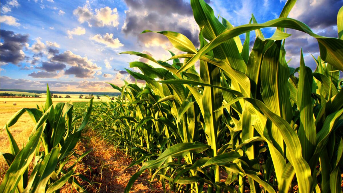 Weekly Economic News Roundup and corn and climate