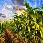 Weekly Economic News Roundup and corn and climate