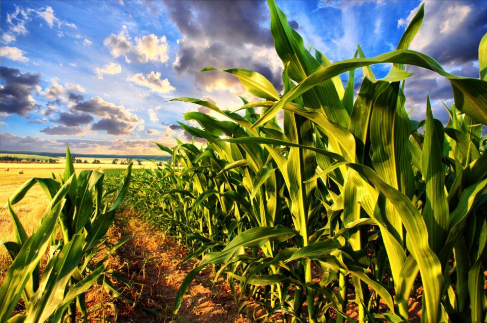 Weekly Economic News Roundup and corn and climate