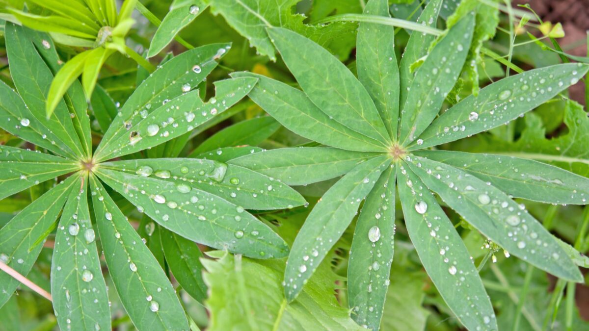 everyday economics and cost of growing marijuana