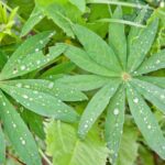 everyday economics and cost of growing marijuana