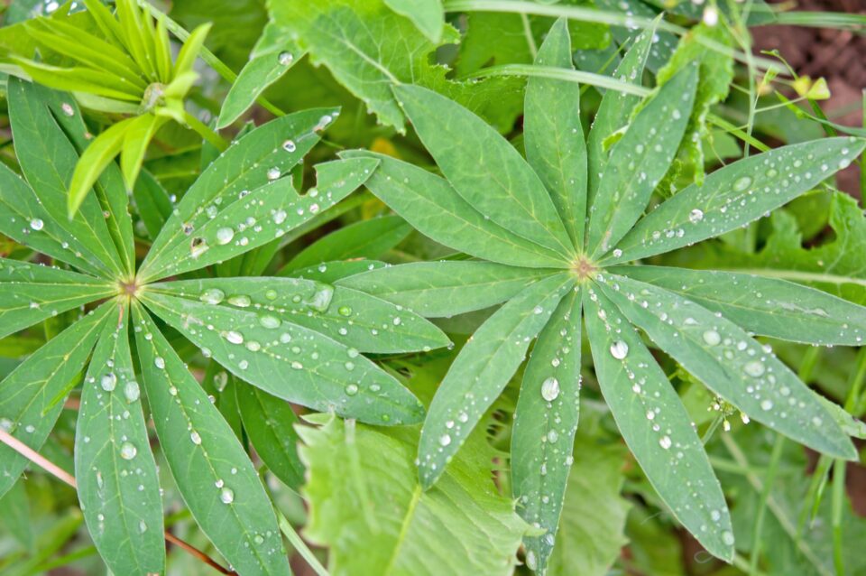 everyday economics and cost of growing marijuana