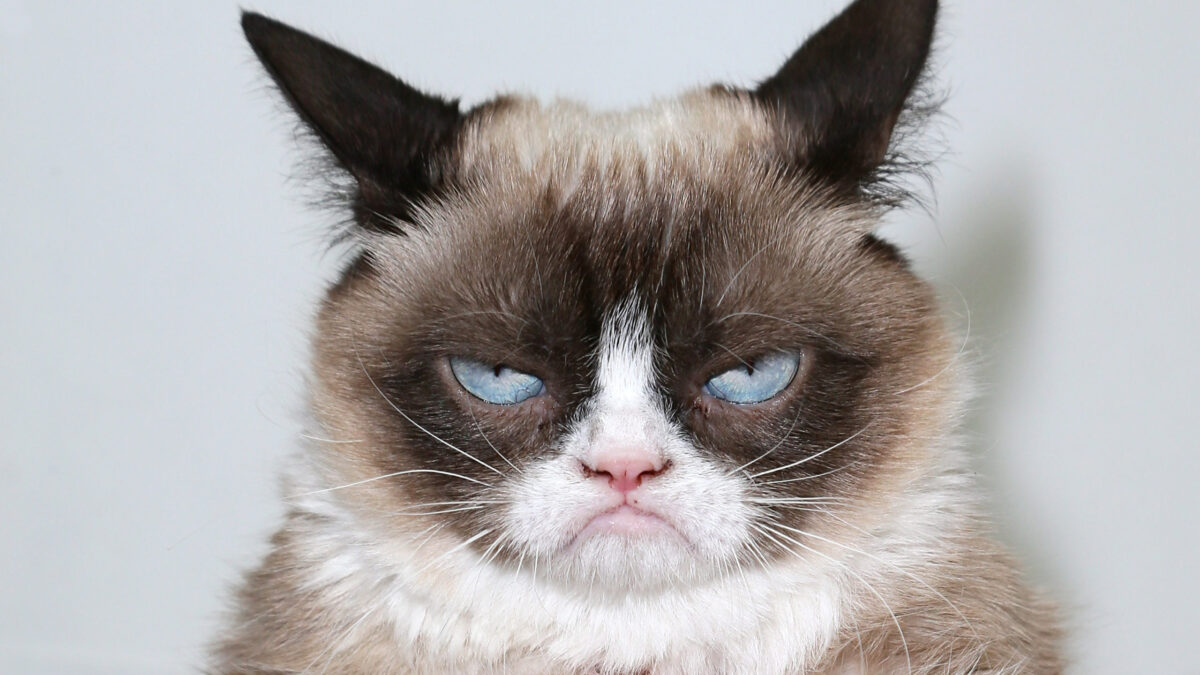 everyday economics and song copyrights and Grumpy Cat