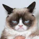 everyday economics and song copyrights and Grumpy Cat