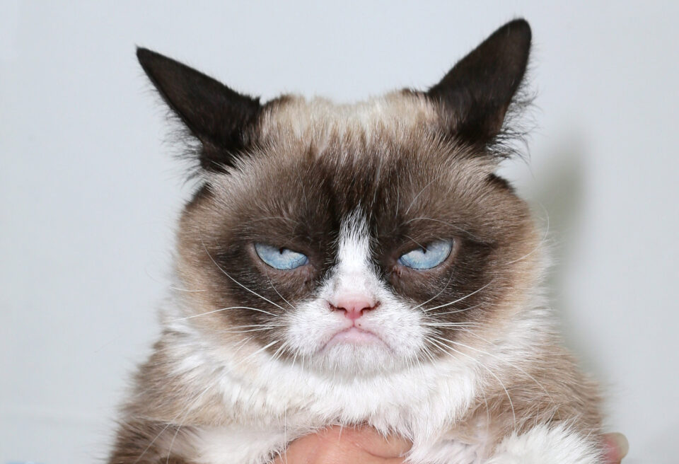 everyday economics and song copyrights and Grumpy Cat