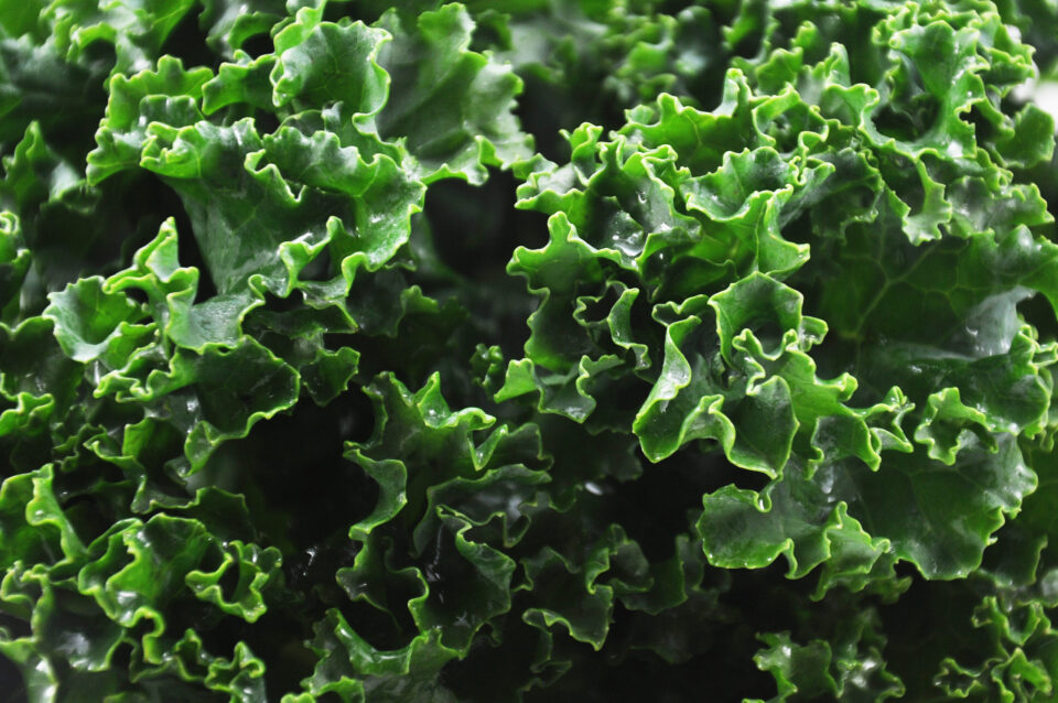everyday economics and food trends