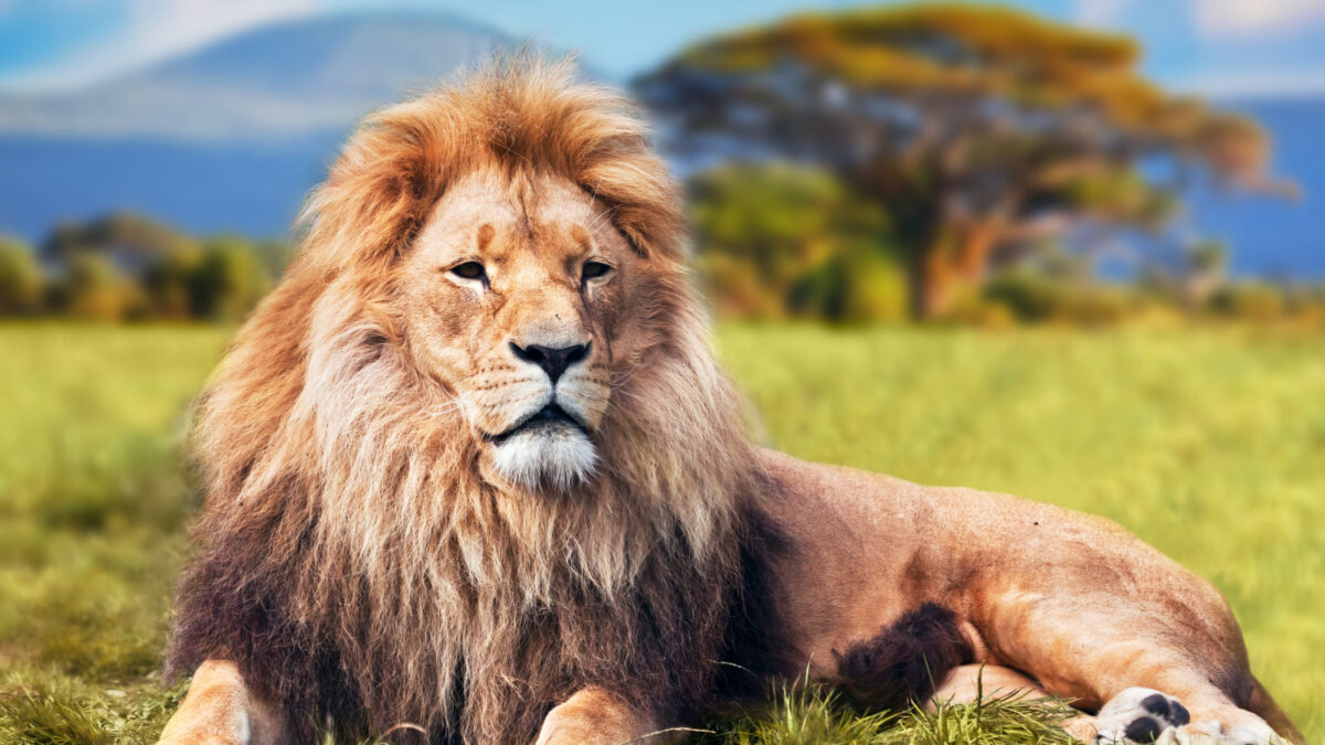 Everyday economics and Why We Need Trophy Hunting