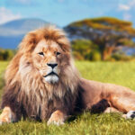 Everyday economics and Why We Need Trophy Hunting