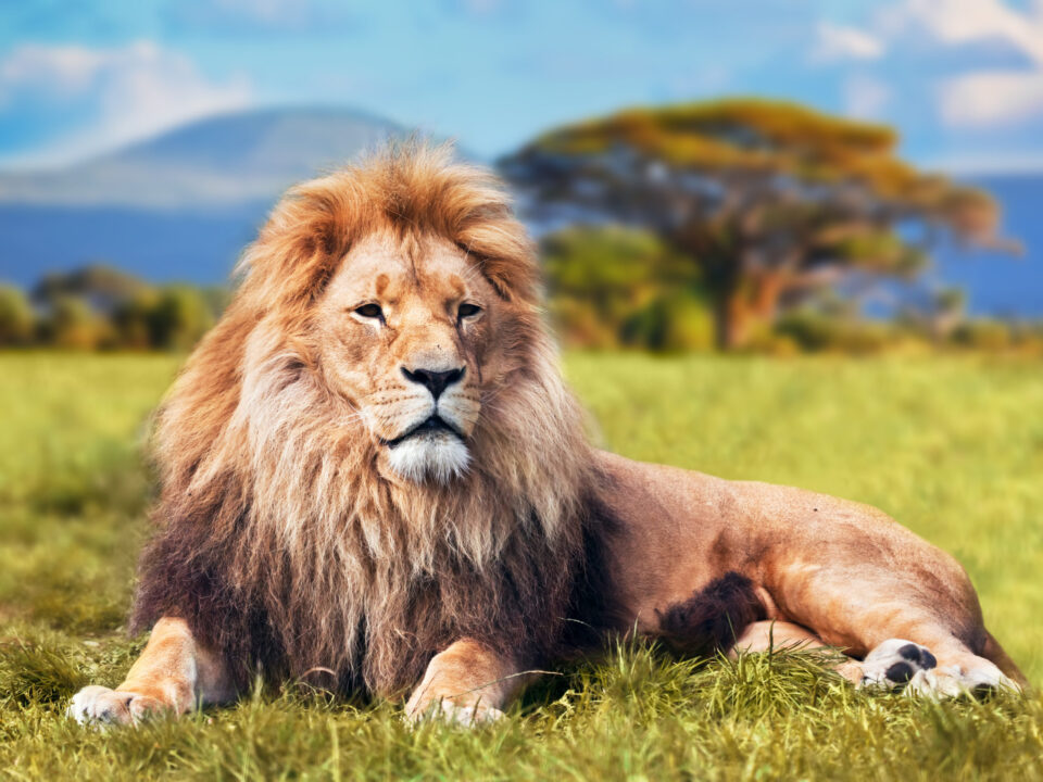 Everyday economics and Why We Need Trophy Hunting