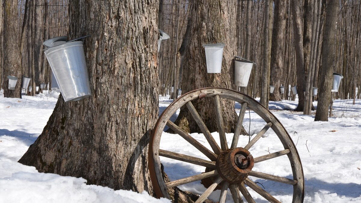 maple syrup reserve