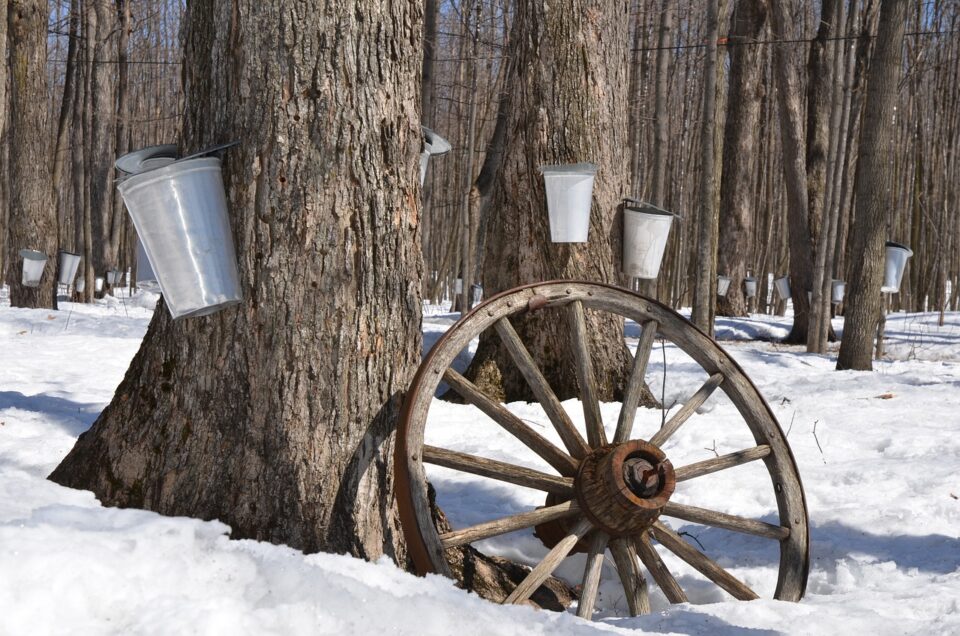 maple syrup reserve