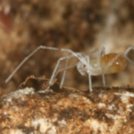 Weekly Roundup and endangered species