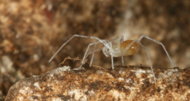 Weekly Roundup and endangered species