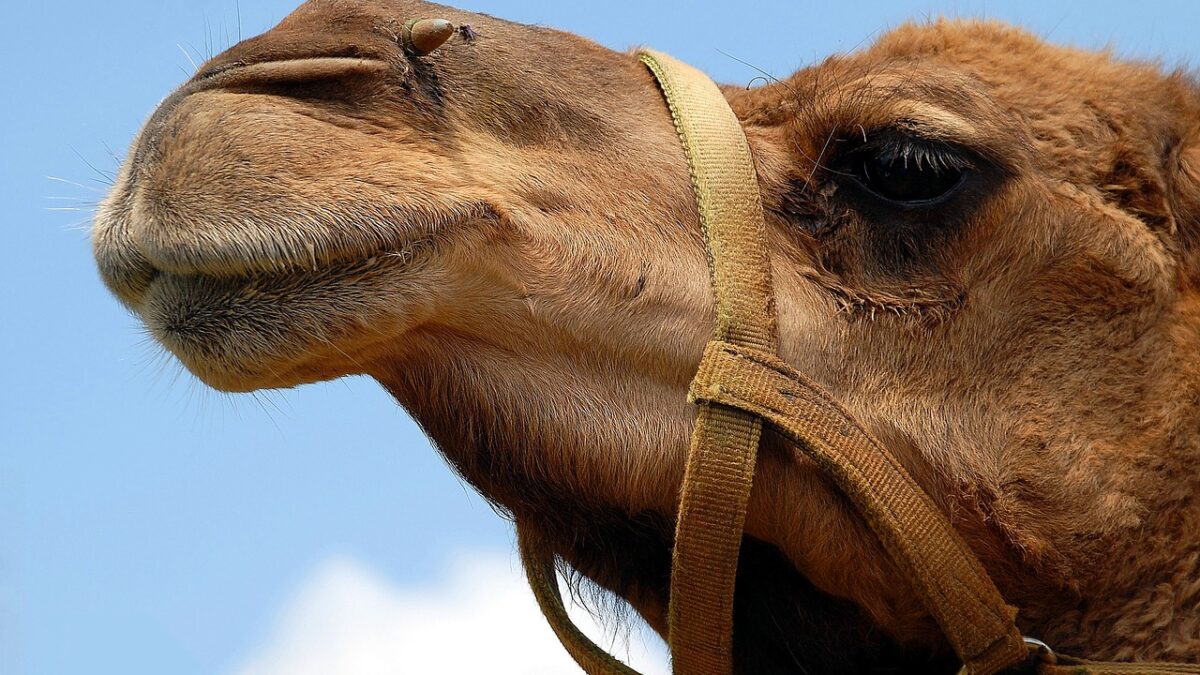 weekly roundup and working at home camel in the tent
