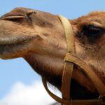 weekly roundup and working at home camel in the tent