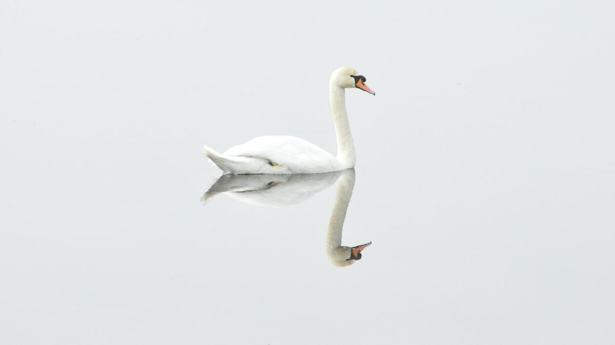 world's happiest countries calm swan