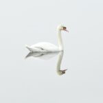 world's happiest countries calm swan
