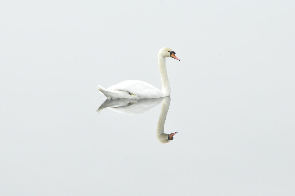world's happiest countries calm swan