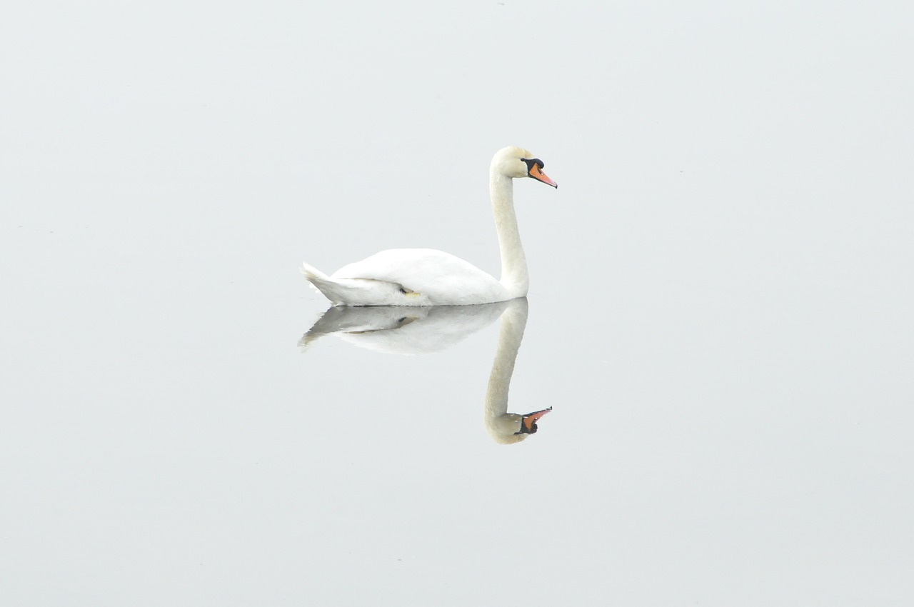 world's happiest countries calm swan