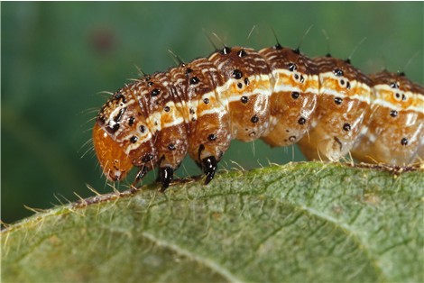 Weekly Roundup and armyworm wiki