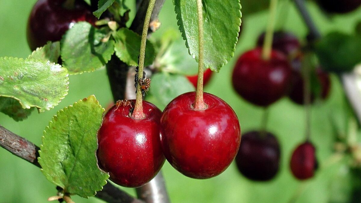 Weekly Economic News Roundup and tart cherry prices