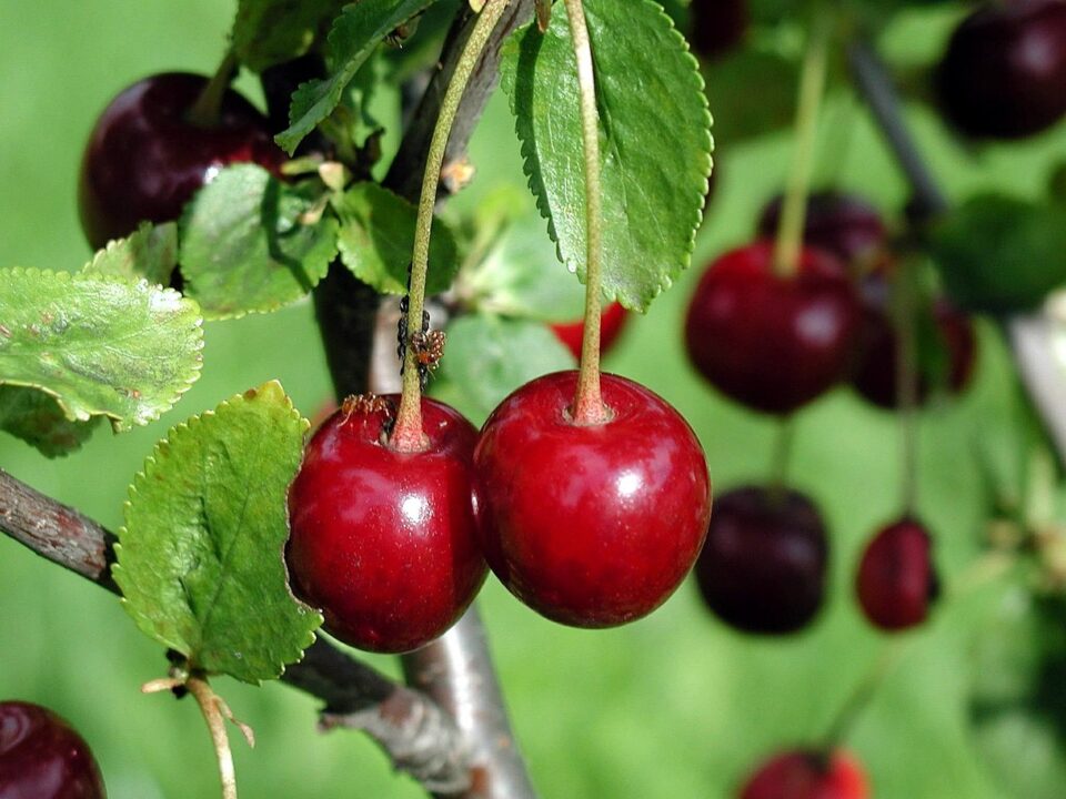 Weekly Economic News Roundup and tart cherry prices