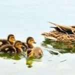 raising a child