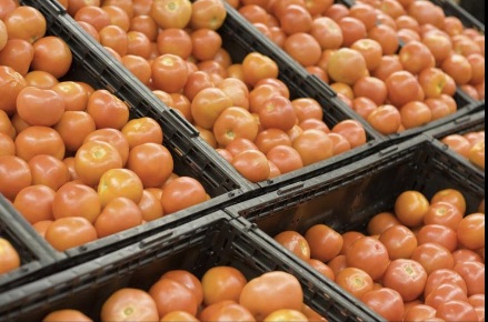 tastier tomatoes