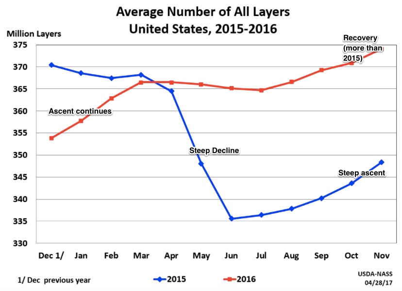egg market slumps from excessive supply increase