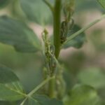Weekly Economic News Roundup and India's guar bubble