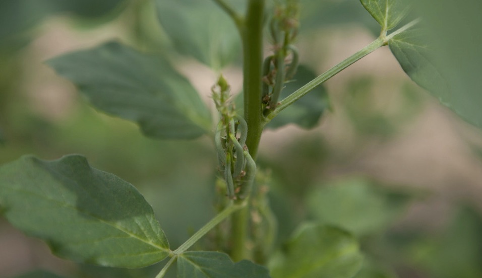 Weekly Economic News Roundup and India's guar bubble