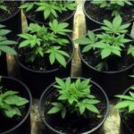 the GDP and marijuana